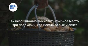 Как безошибочно вычислить грибное место — три подсказки, где искать белые и опята