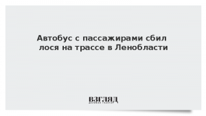 Автобус с пассажирами сбил лося на трассе в Ленобласти