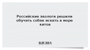 Российские экологи решили обучать собак искать в море китов