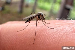 Ученые научились убивать комаров с помощью магнитного поля