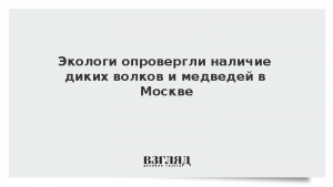 Экологи опровергли наличие диких волков и медведей в Москве