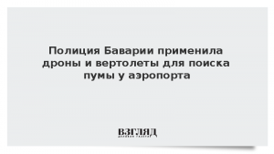 Полиция Баварии применила дроны и вертолеты для поиска пумы у аэропорта