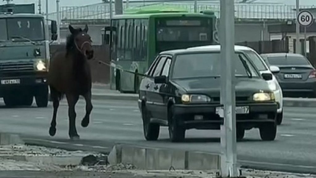 Скандальное видео с привязанной к авто лошадью проверили в Шымкенте