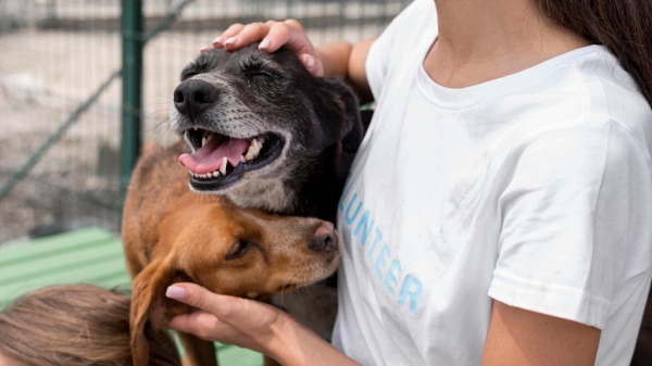 «Kazakhstan for Animals» дал мощный импульс развитию зооволонтерского движения