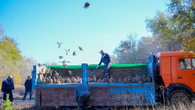 Свыше 300 жетысуских фазанов выпустили на природу в Астане