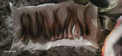 Туши животных и мешки с рогами сайги: жителей Кызылординской области задержали по подозрению в незаконной охоте   